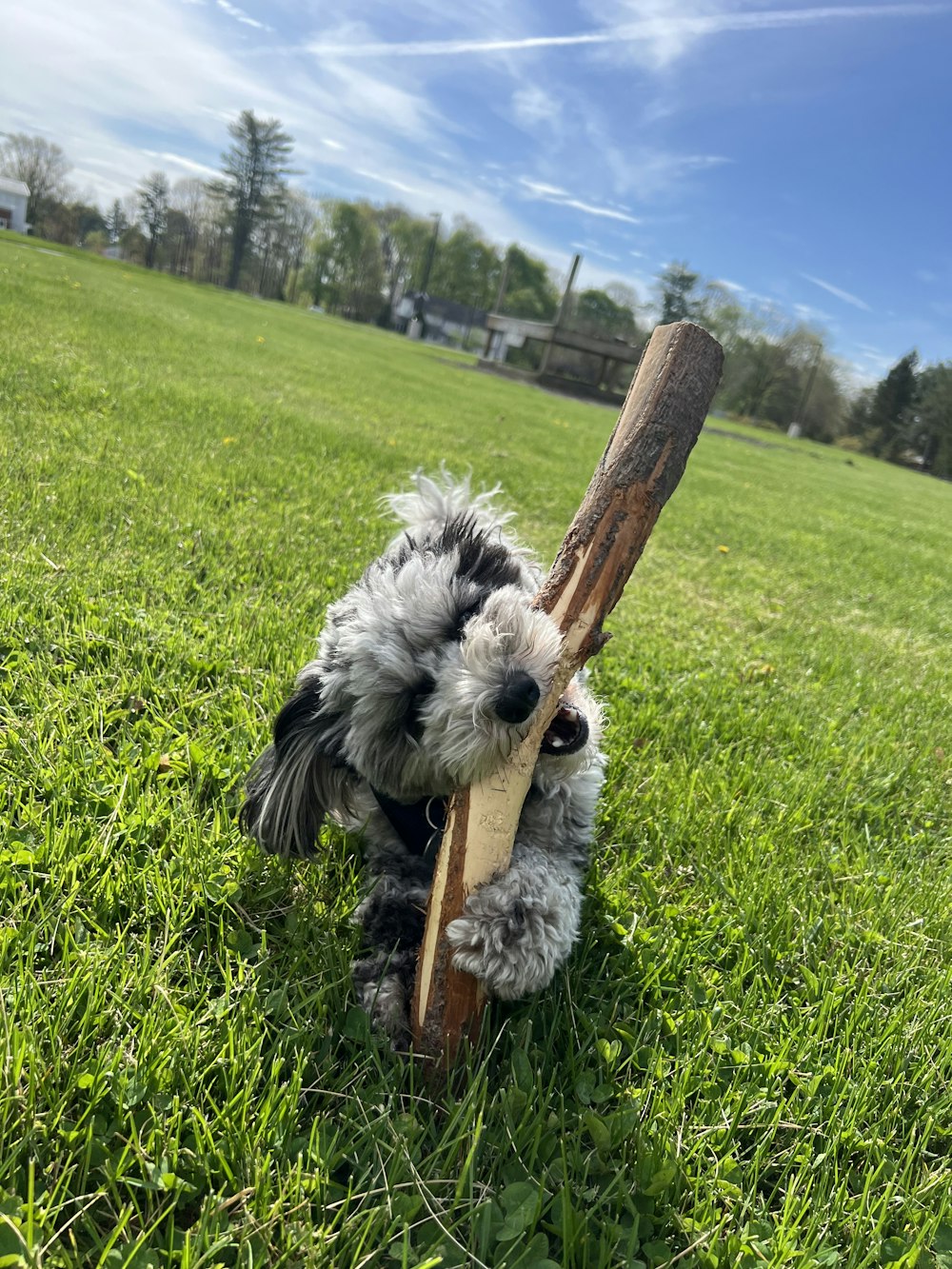 a stuffed animal holding a wooden stick in a field