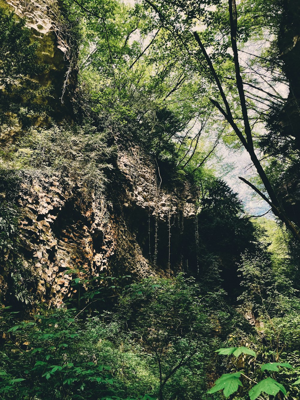 a lush green forest filled with lots of trees