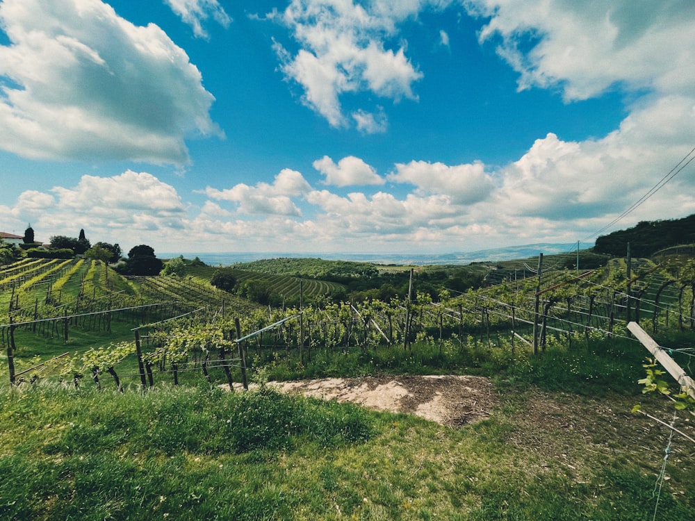 a lush green field under a blue cloudy sky