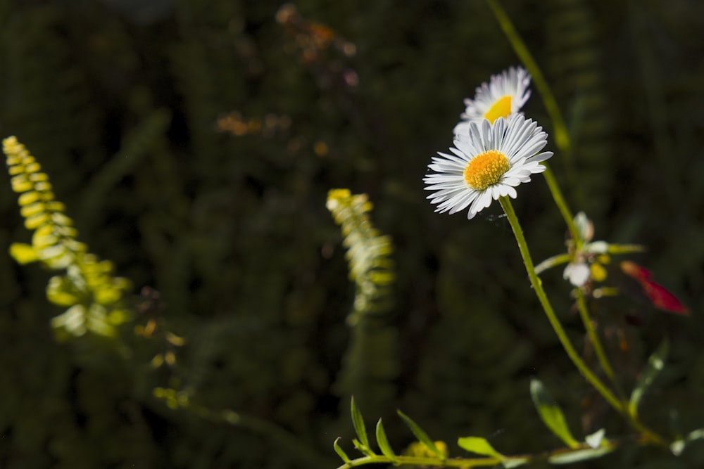 eine Nahaufnahme einer Blume mit verschwommenem Hintergrund