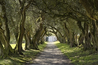 a dirt road surrounded by trees and grass