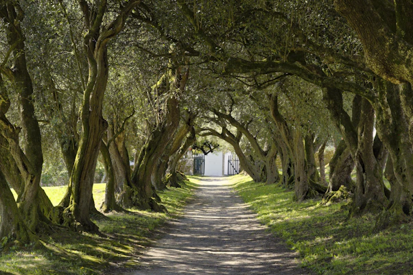 a dirt road surrounded by trees and grass