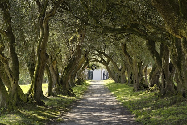 a dirt road surrounded by trees and grass