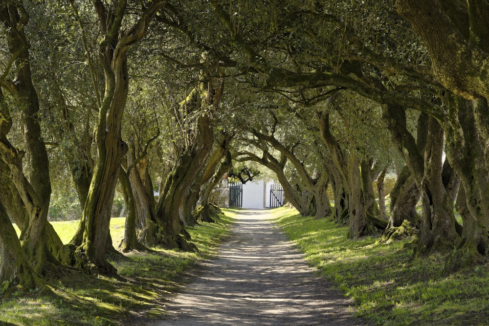 un chemin de terre entouré d’arbres et d’herbe