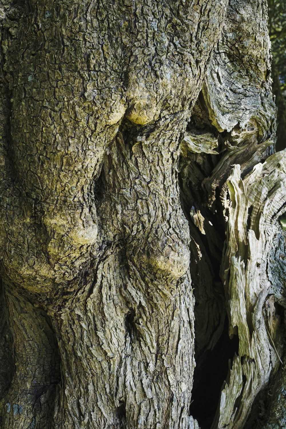 a close up of the bark of a tree