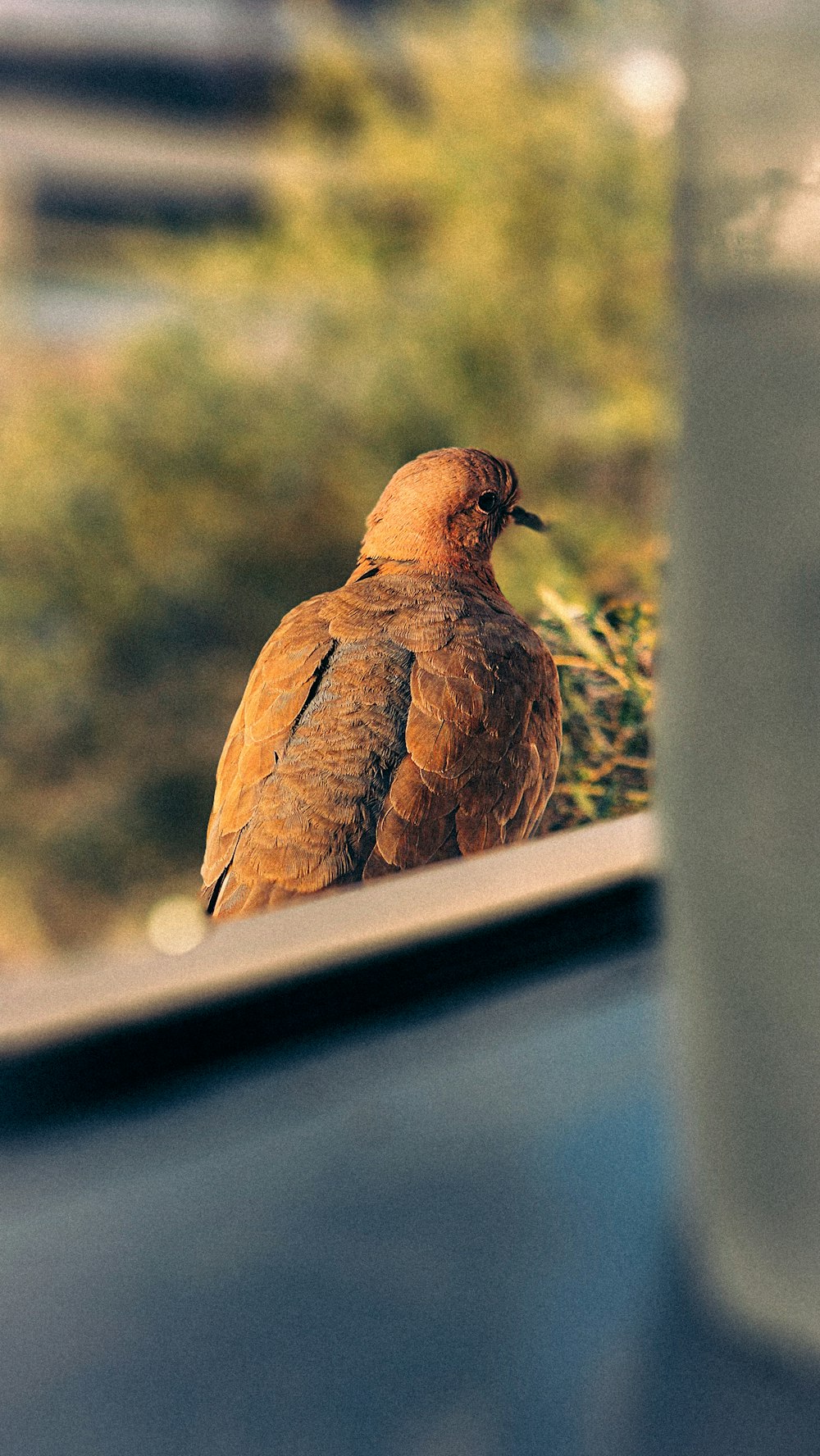 a brown bird sitting on top of a window sill