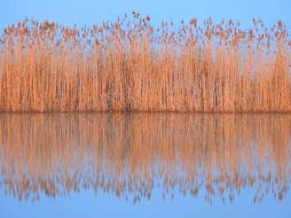 a body of water surrounded by tall grass