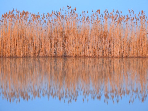 a body of water surrounded by tall grass