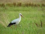 a white and black bird standing in a field