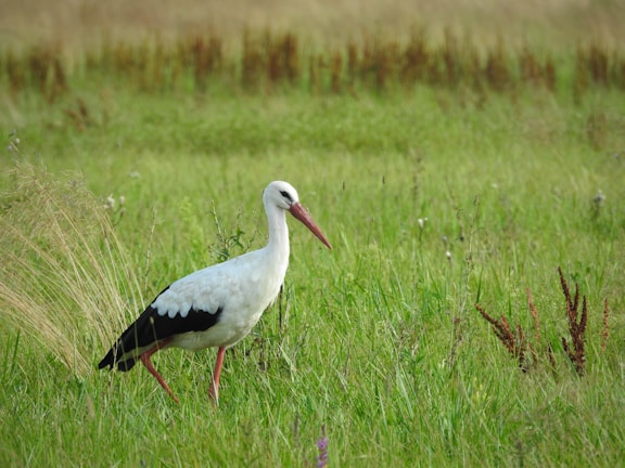 a white and black bird standing in a field