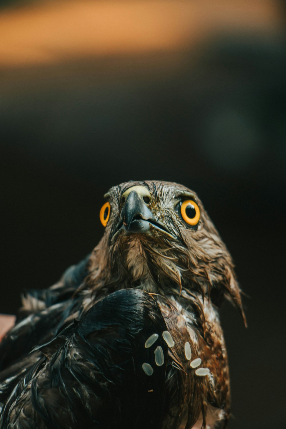 a close up of a person holding a bird