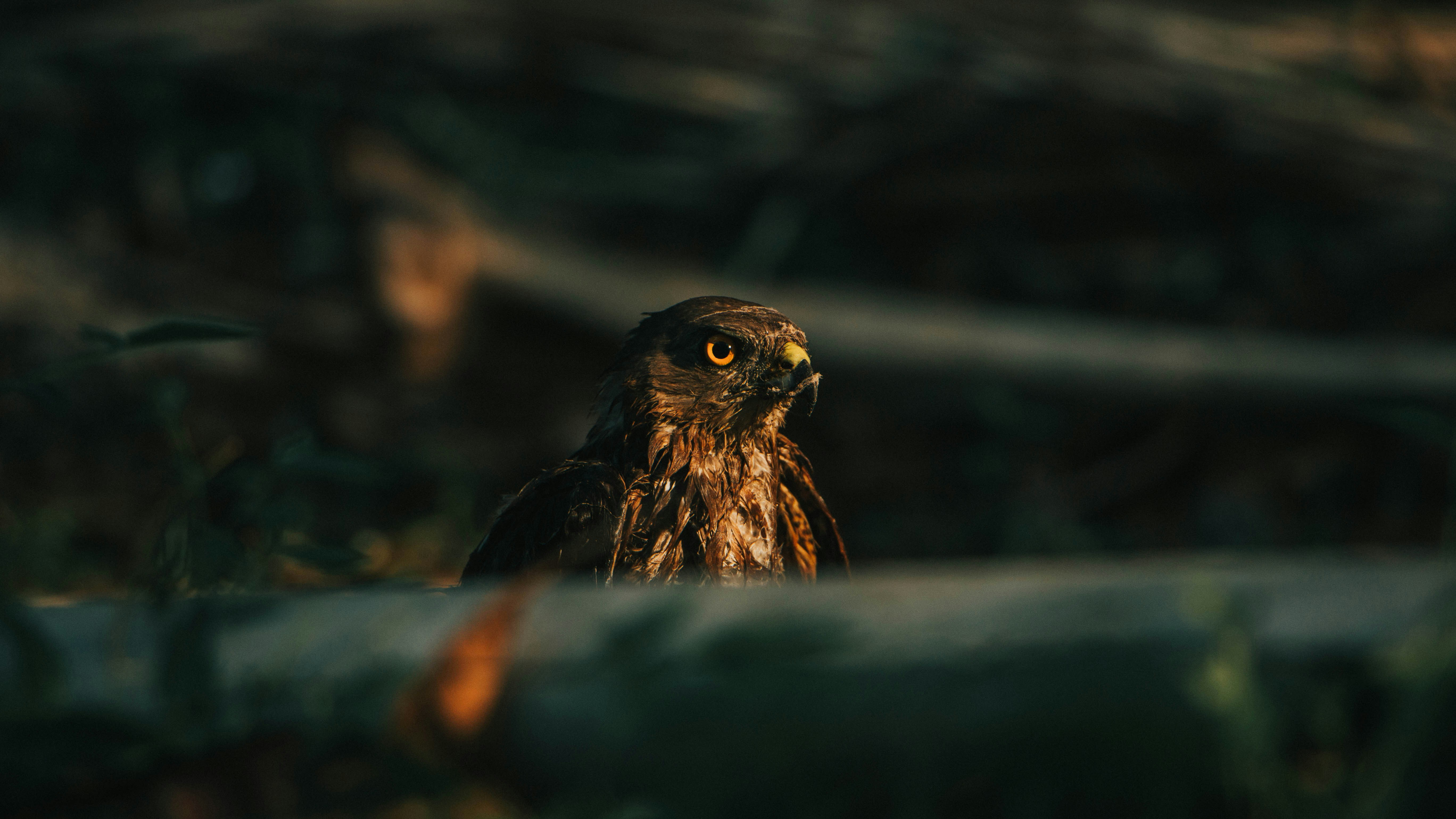 Photo by rishabh_mathew