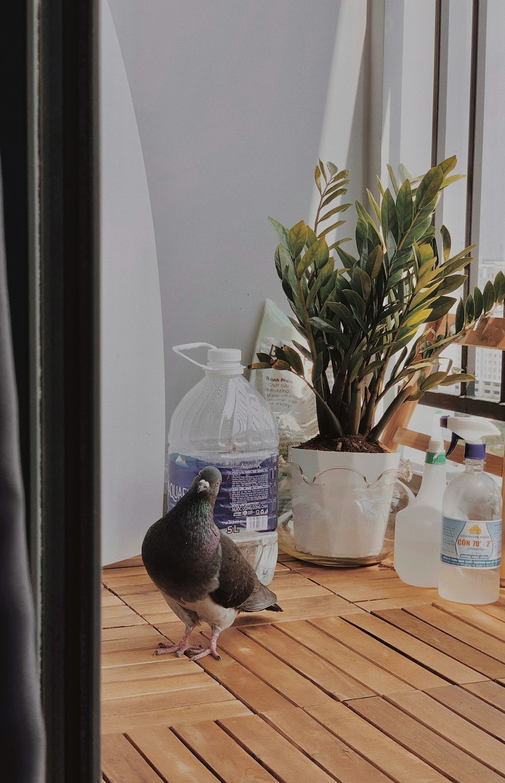 a bird standing on a wooden table next to a potted plant