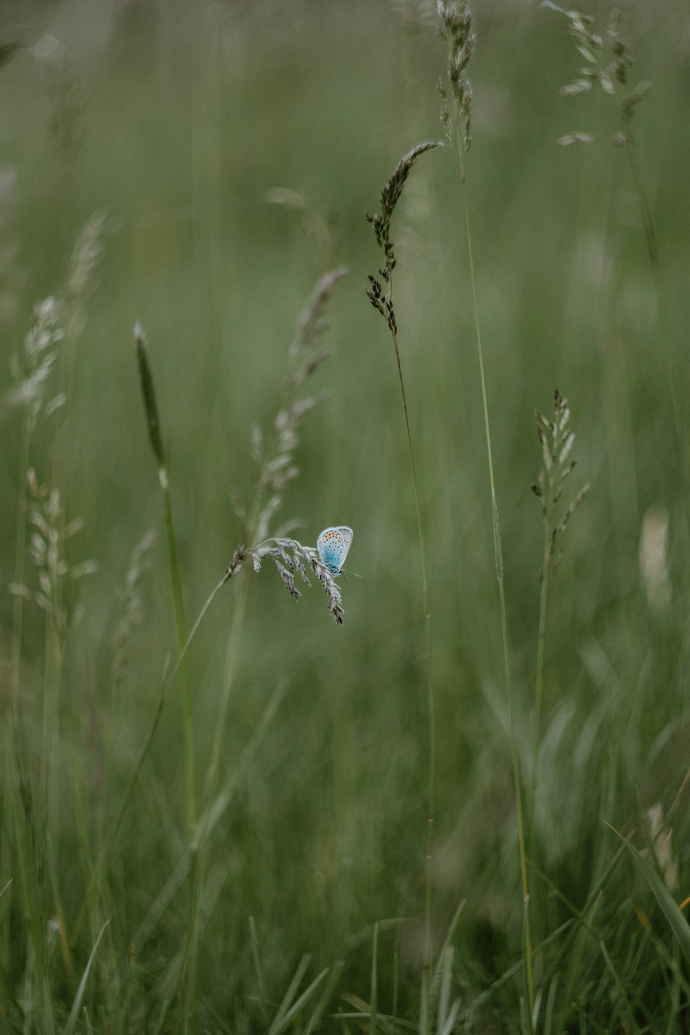 a small blue butterfly sitting on top of a grass covered field
