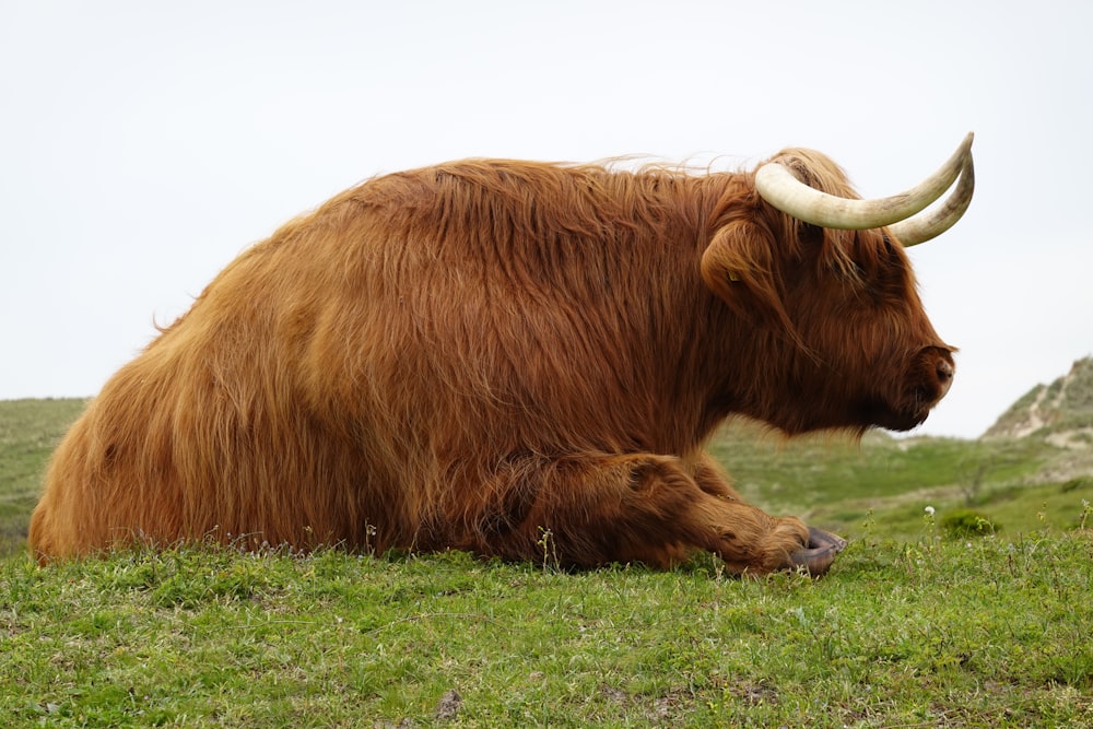 a large brown cow laying on top of a lush green field