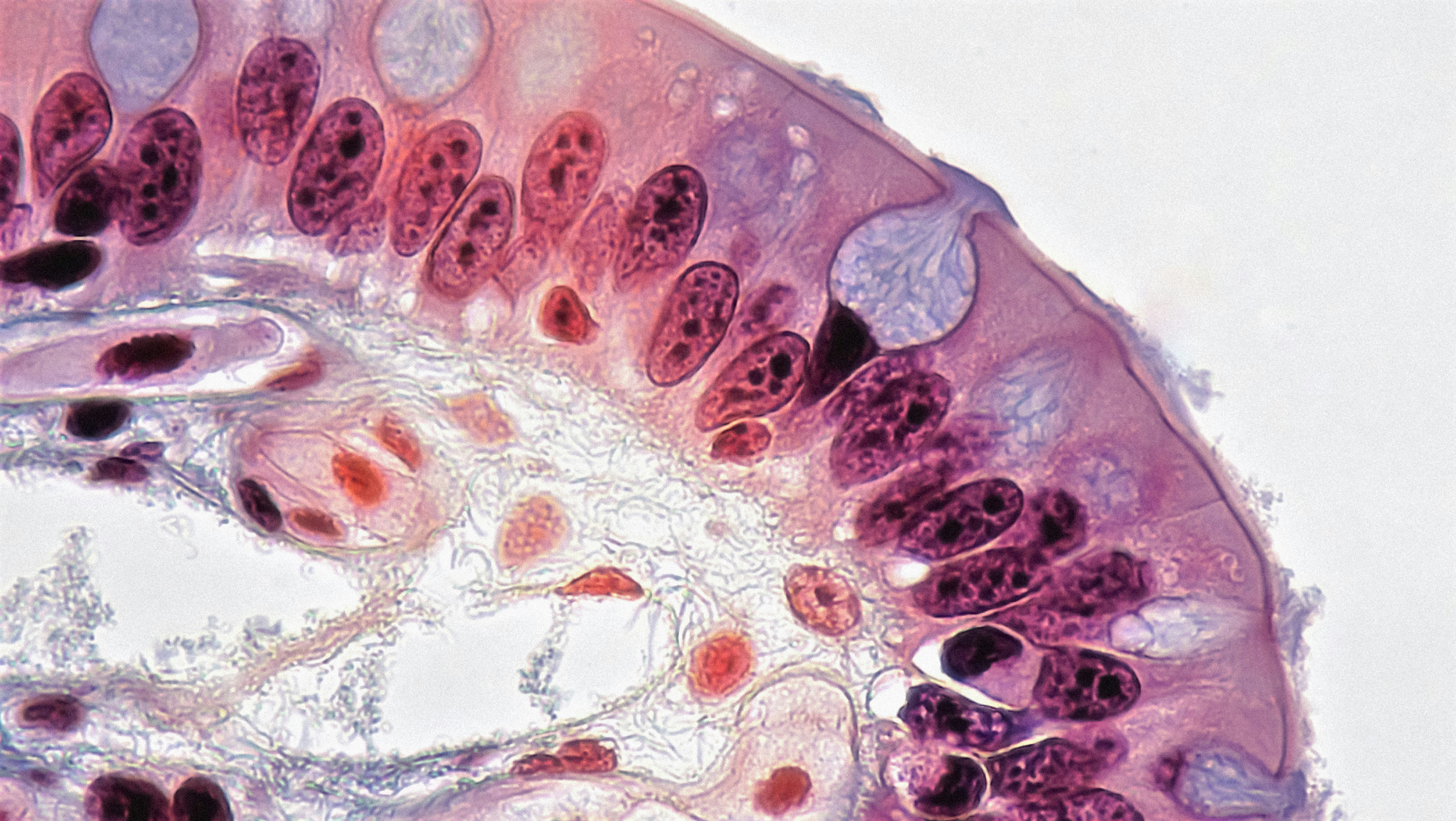 The Problem of Other Minds in History: Can We Know What Anyone Really Thought?