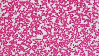 red blood cell formation,