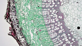 Microscopic view of plant stem cross-section