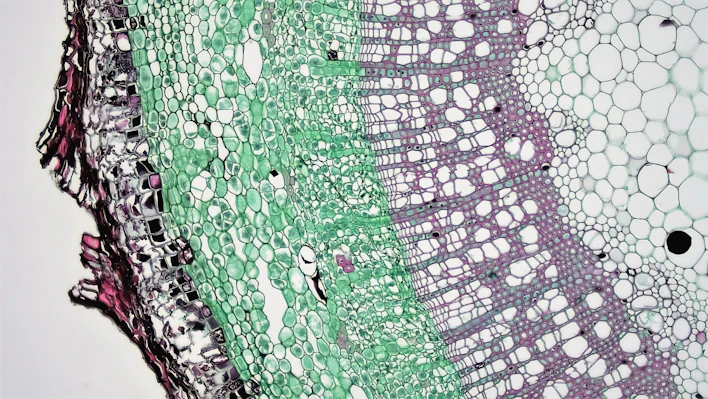 Microscopic view of plant stem cross-section