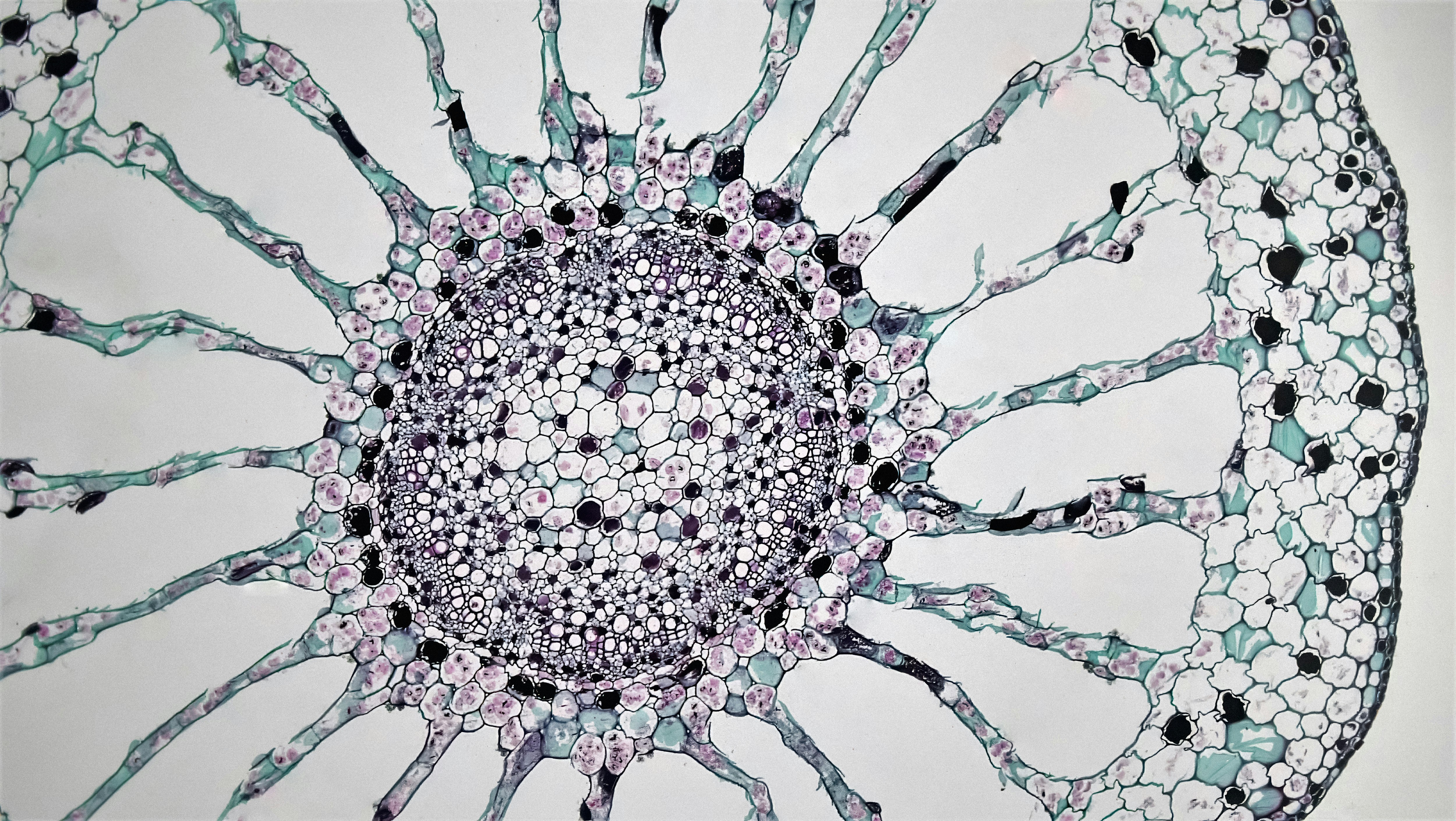 Photo by berkshirecommunitycollege