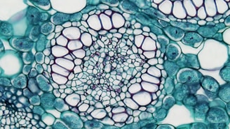 a close up view of a plant cell