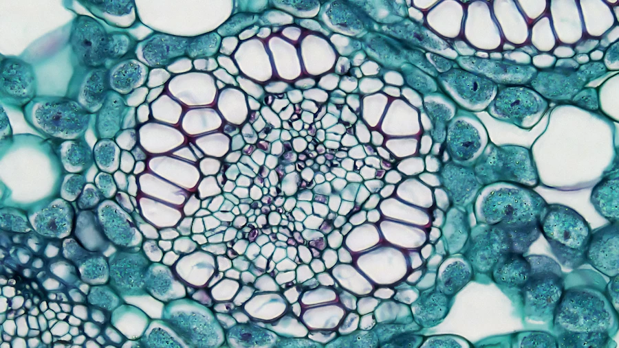 Size and the single cell.