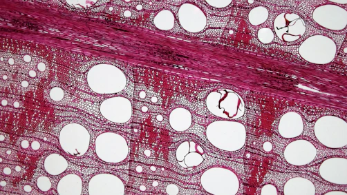 Microscopic view of stained wood cross-section