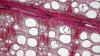 Microscopic view of stained wood cross-section