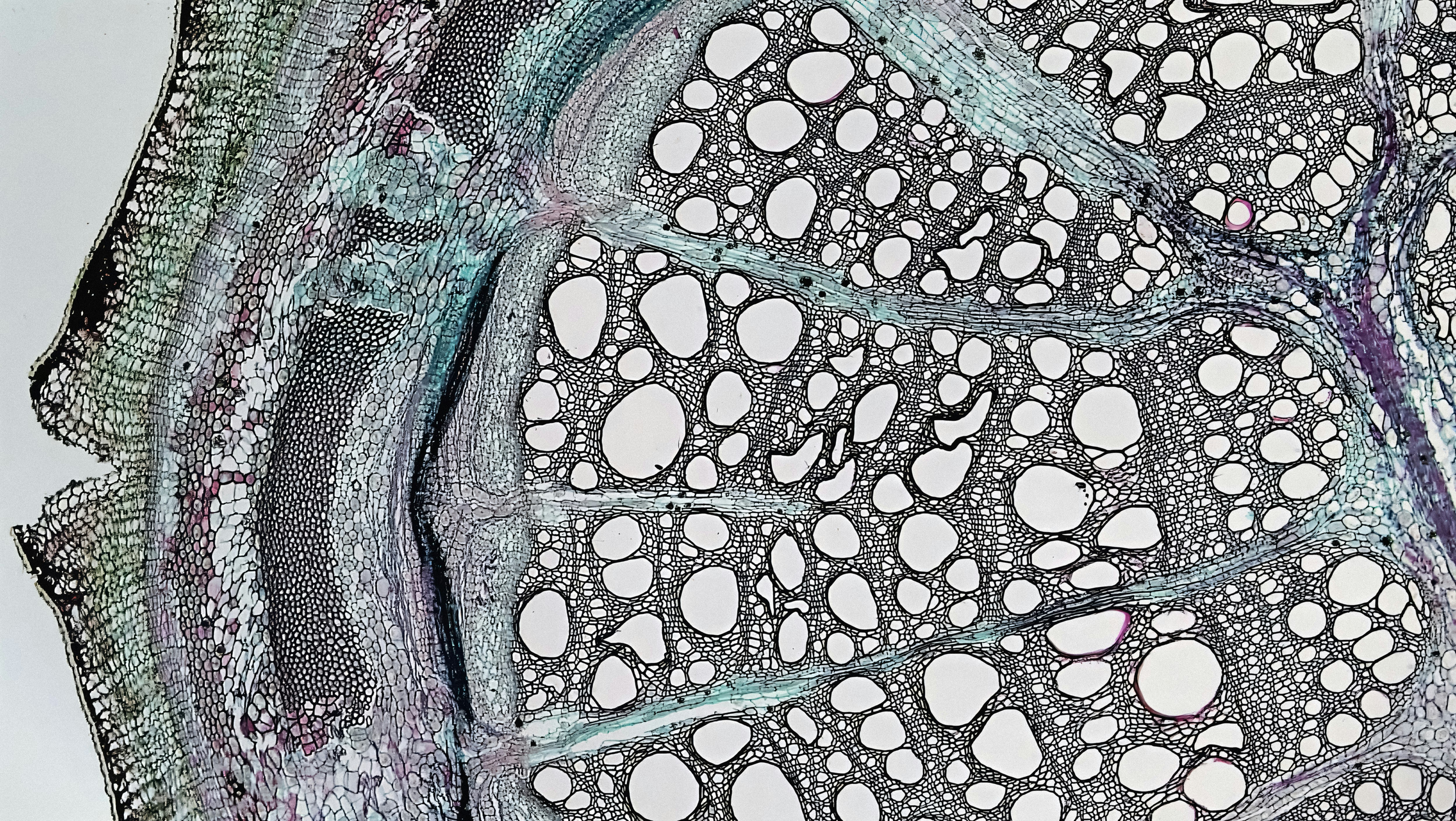 Photo by berkshirecommunitycollege