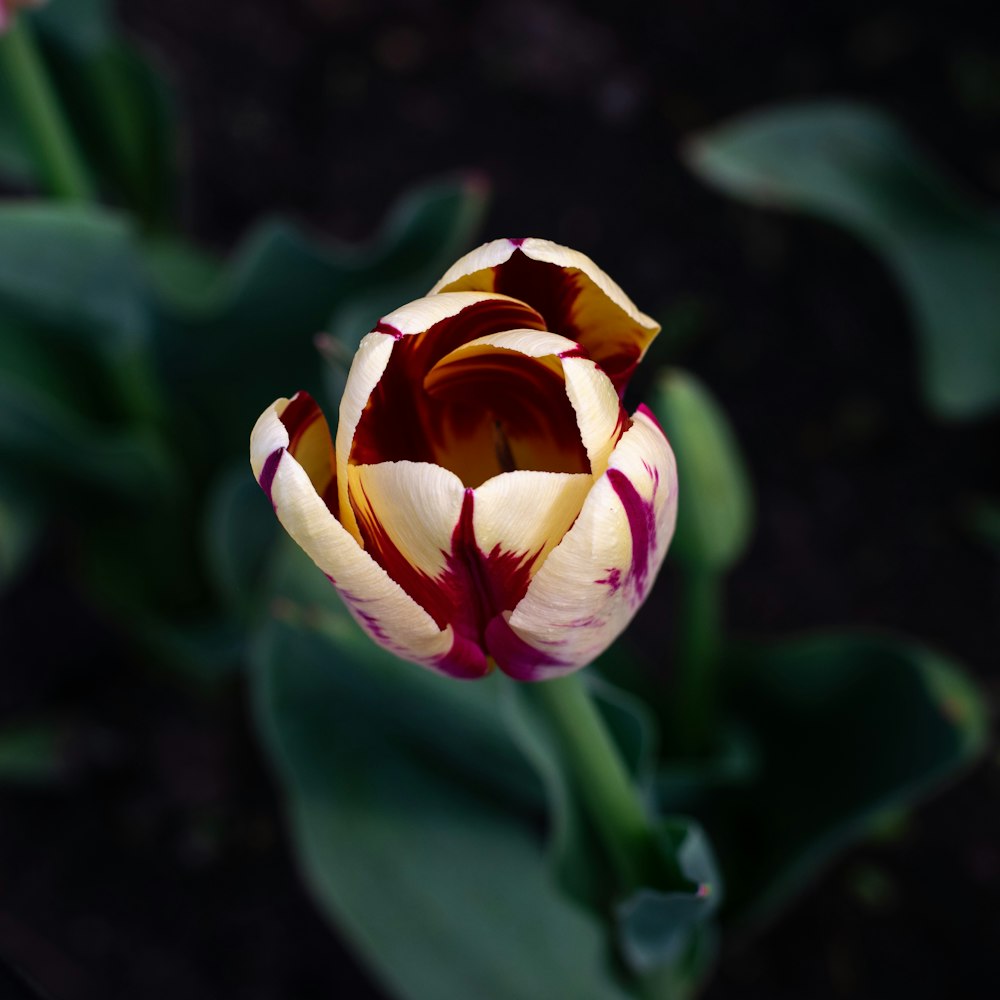 a close up of a flower with leaves in the background