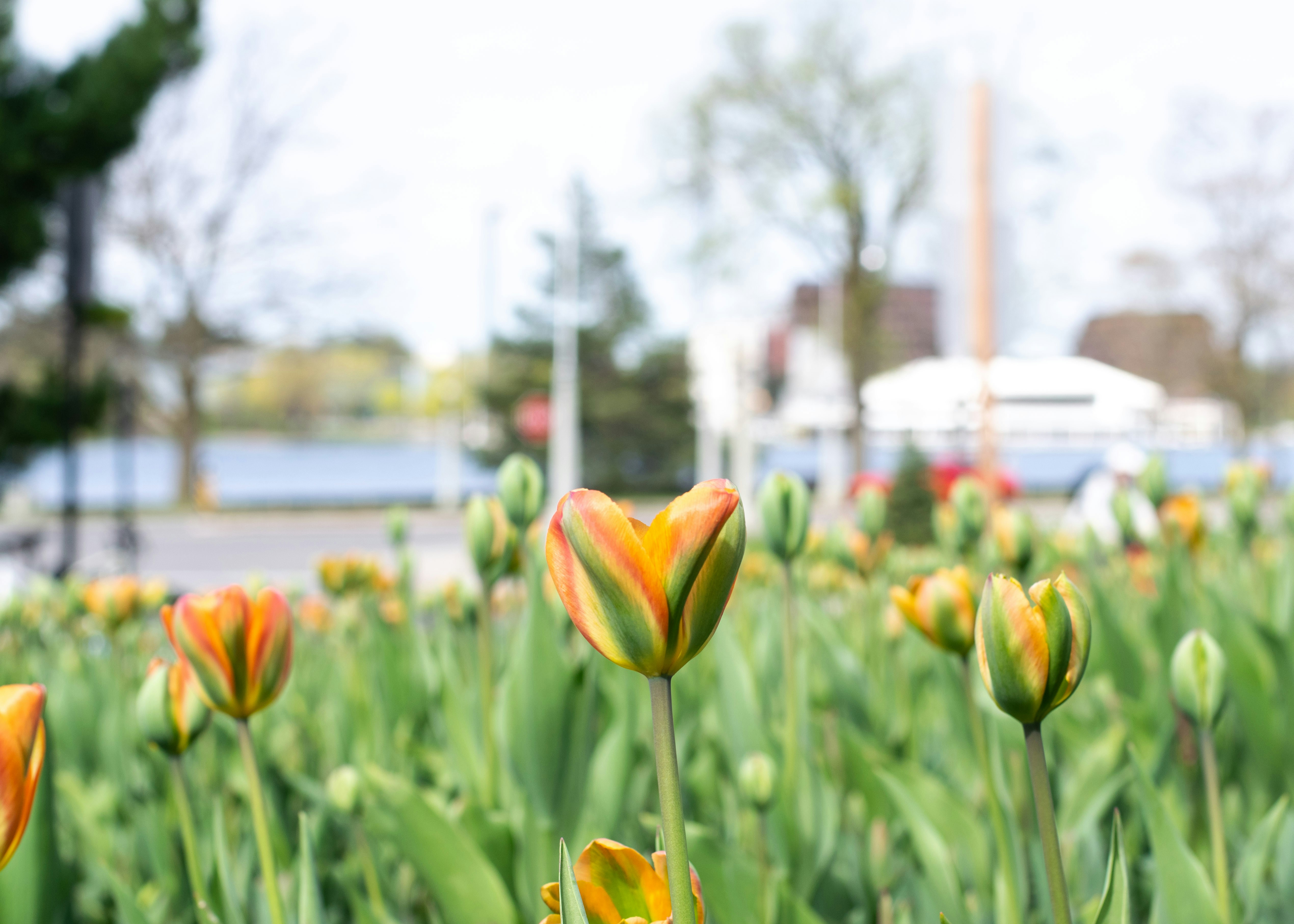 a field full of orange and yellow tulips