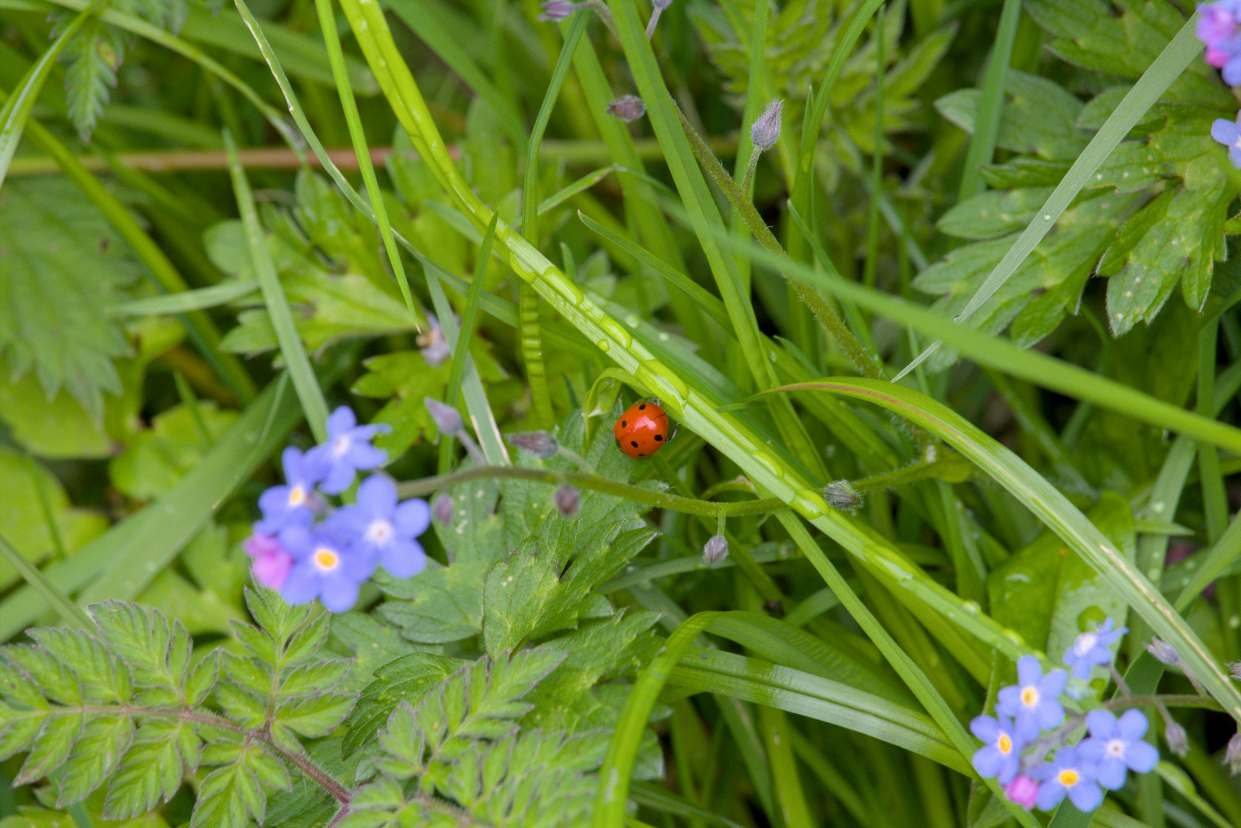 A lady bug sitting on top of a green plant photo – Free Flowers Image ...