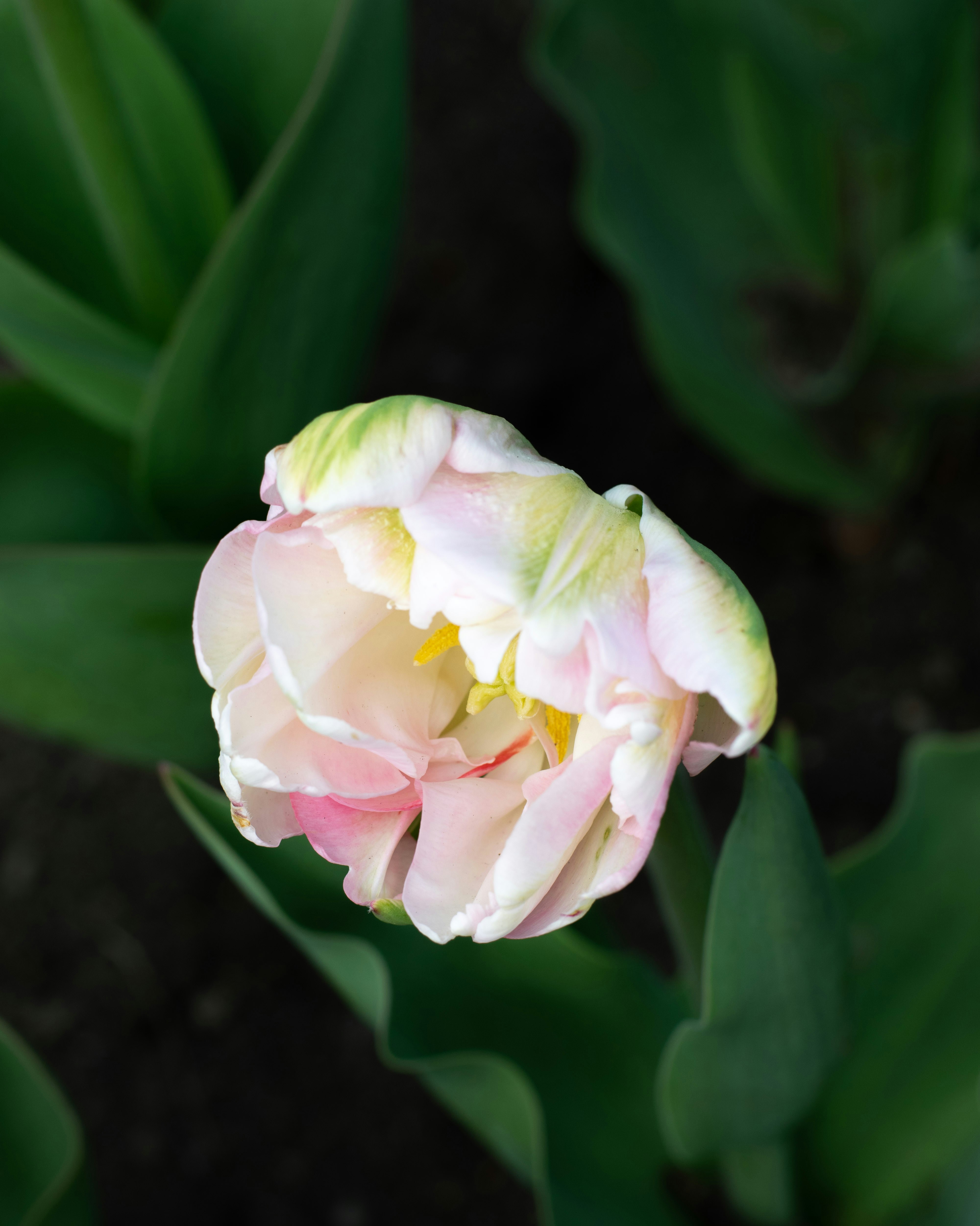a pink and white flower with green leaves