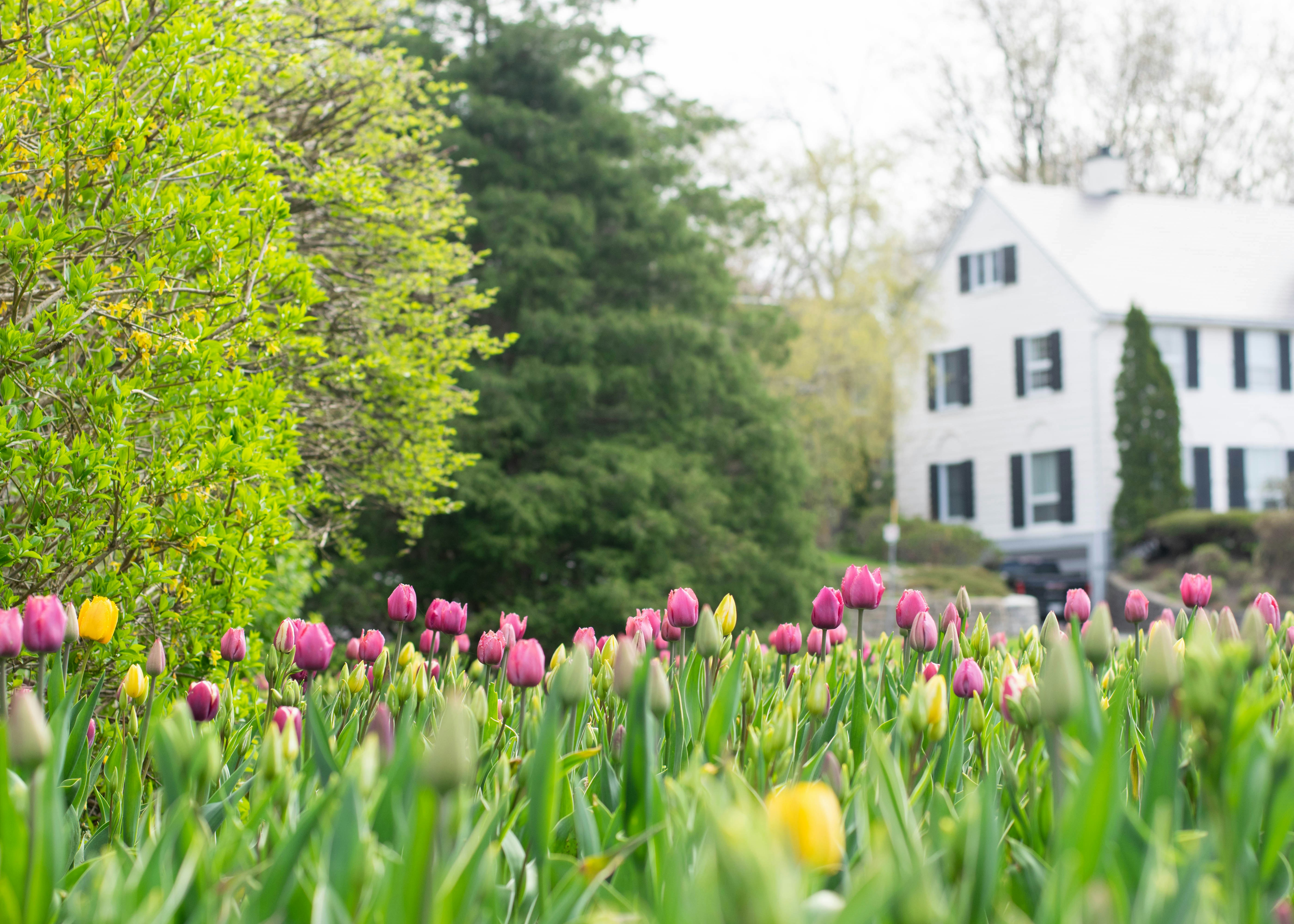 a field of tulips in front of a white house