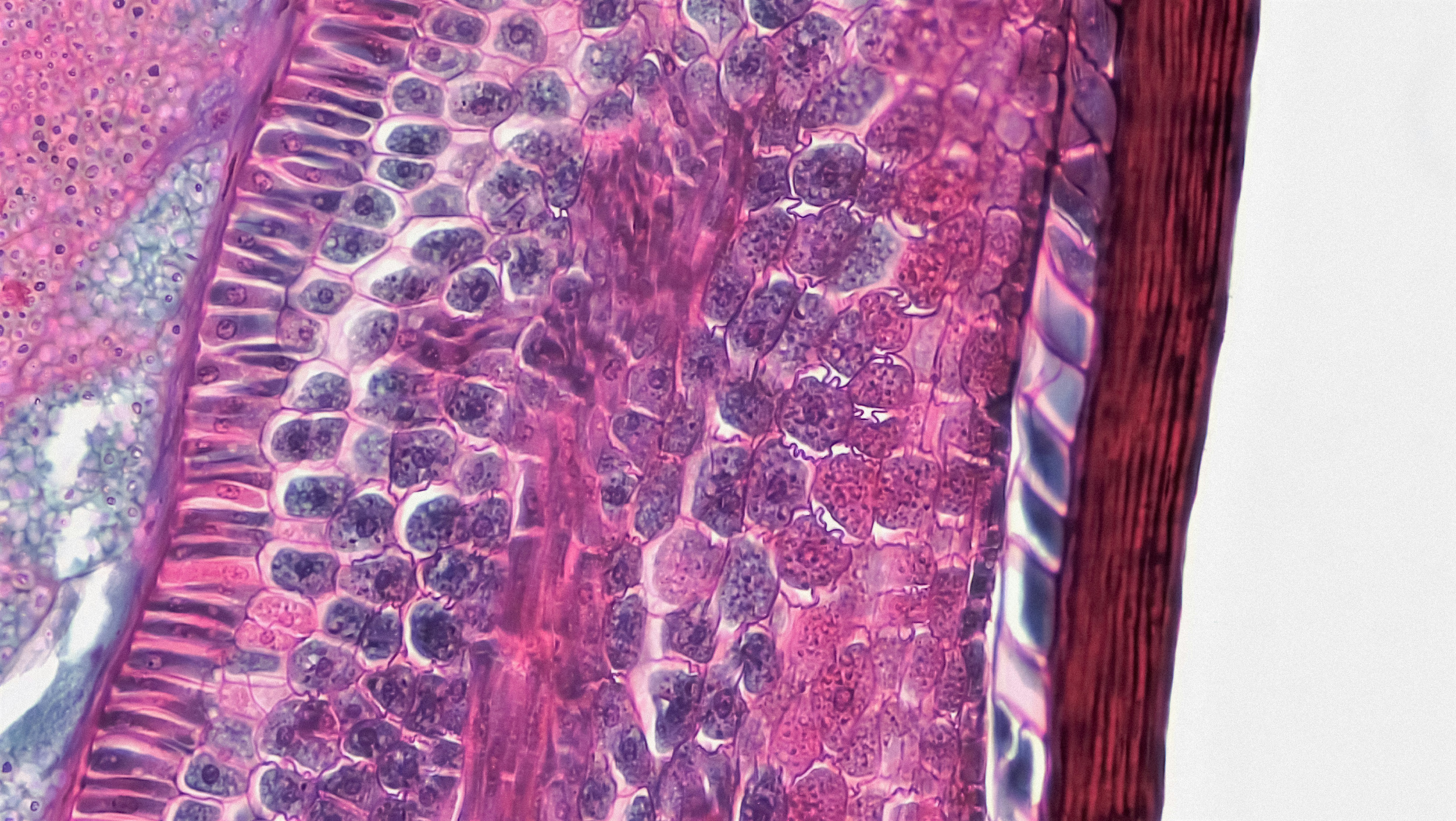 Decoding the science: Biosynthesis, Molecular Behavior, and Conversion to THC