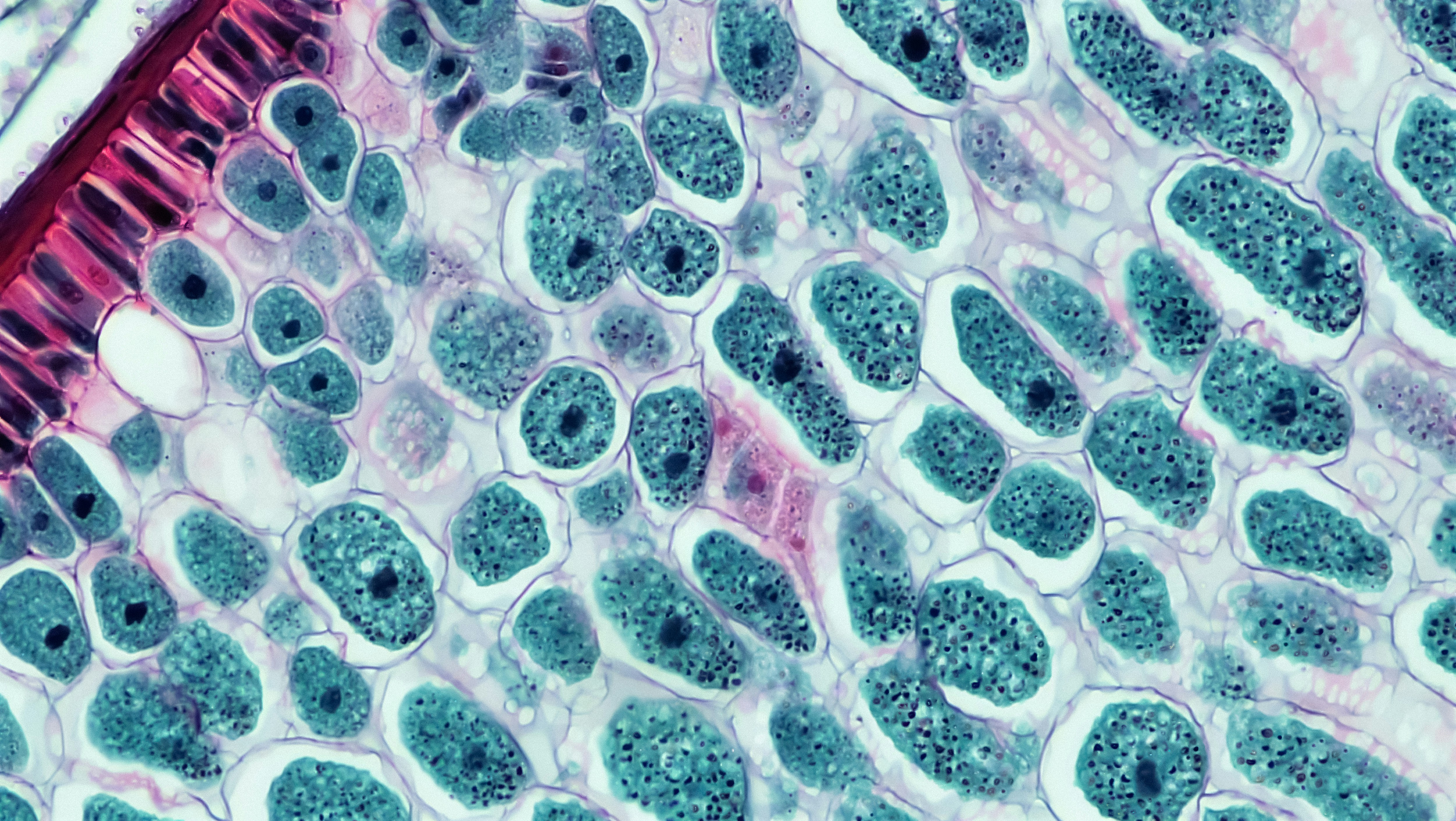 Photo by berkshirecommunitycollege