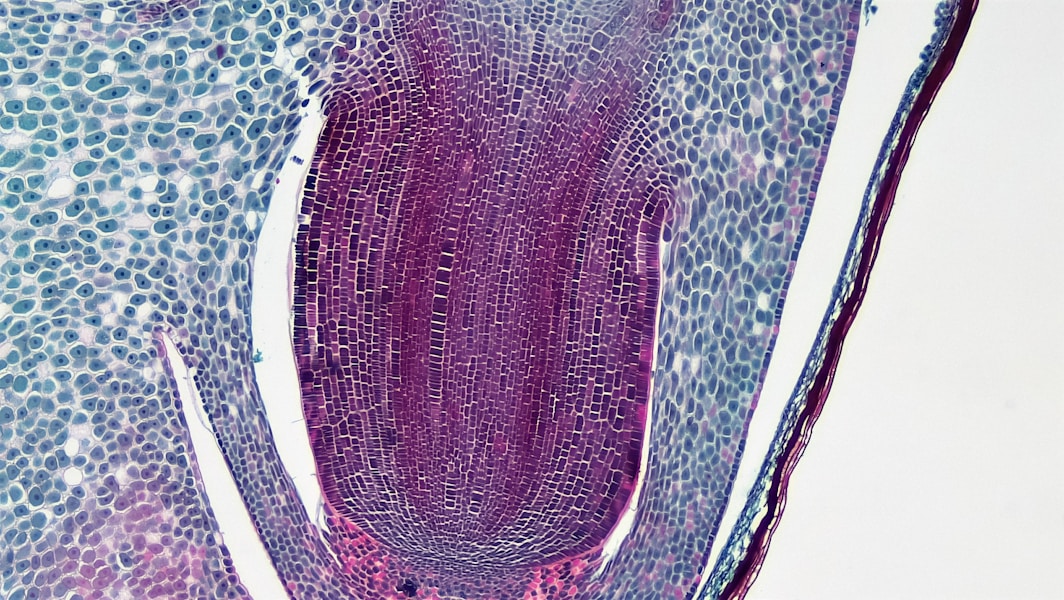 Sve što trebate znati o Giardia intestinalis: Simptomi, dijagnoza i efikasno liječenje lamblijaze