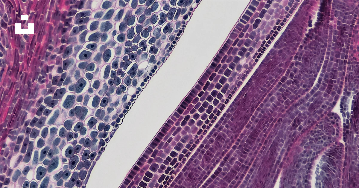 Tissue Chunk Free Tissue Image on Unsplash