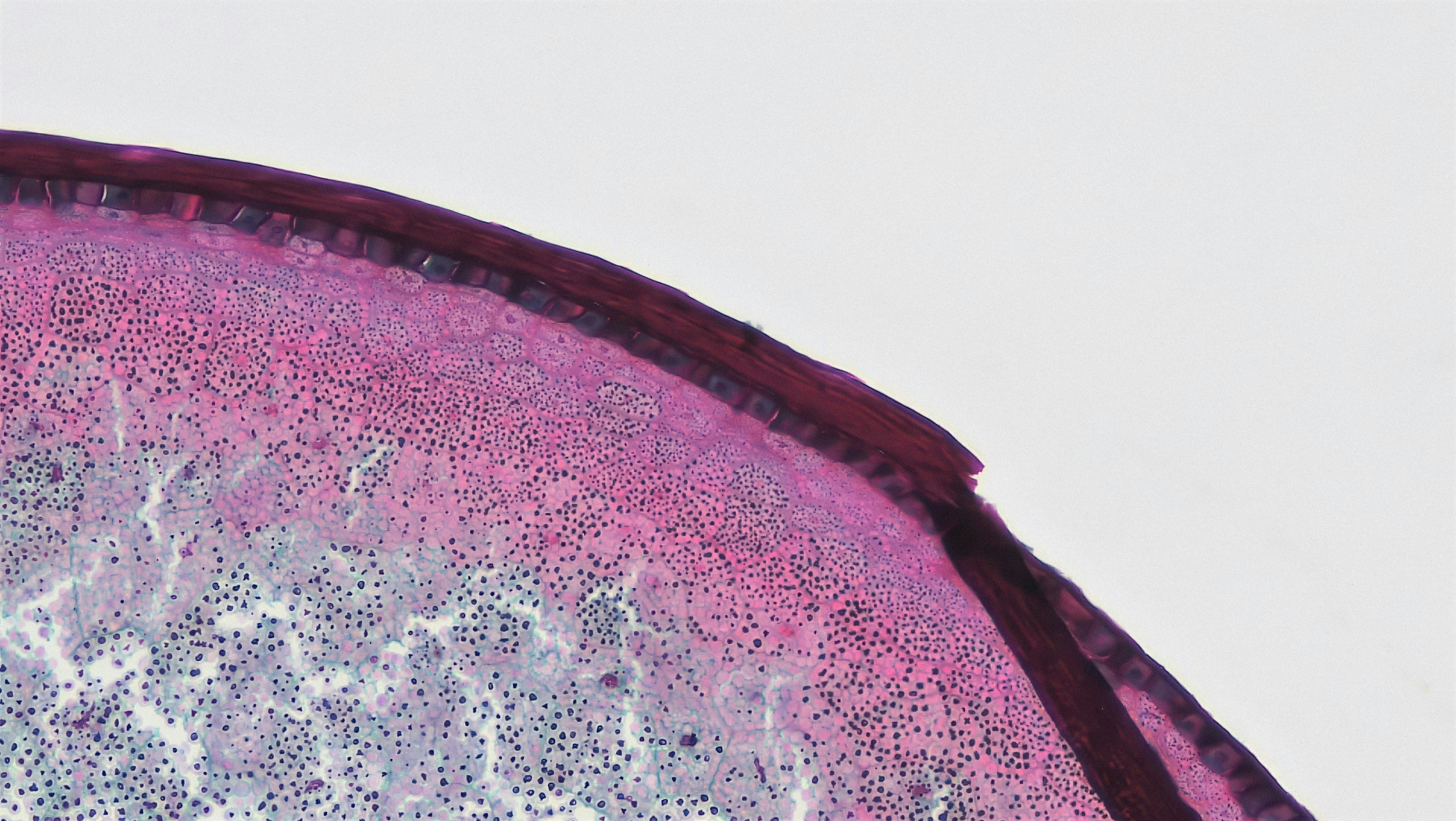 Why Monoliths Outperform Microservices for Most Teams