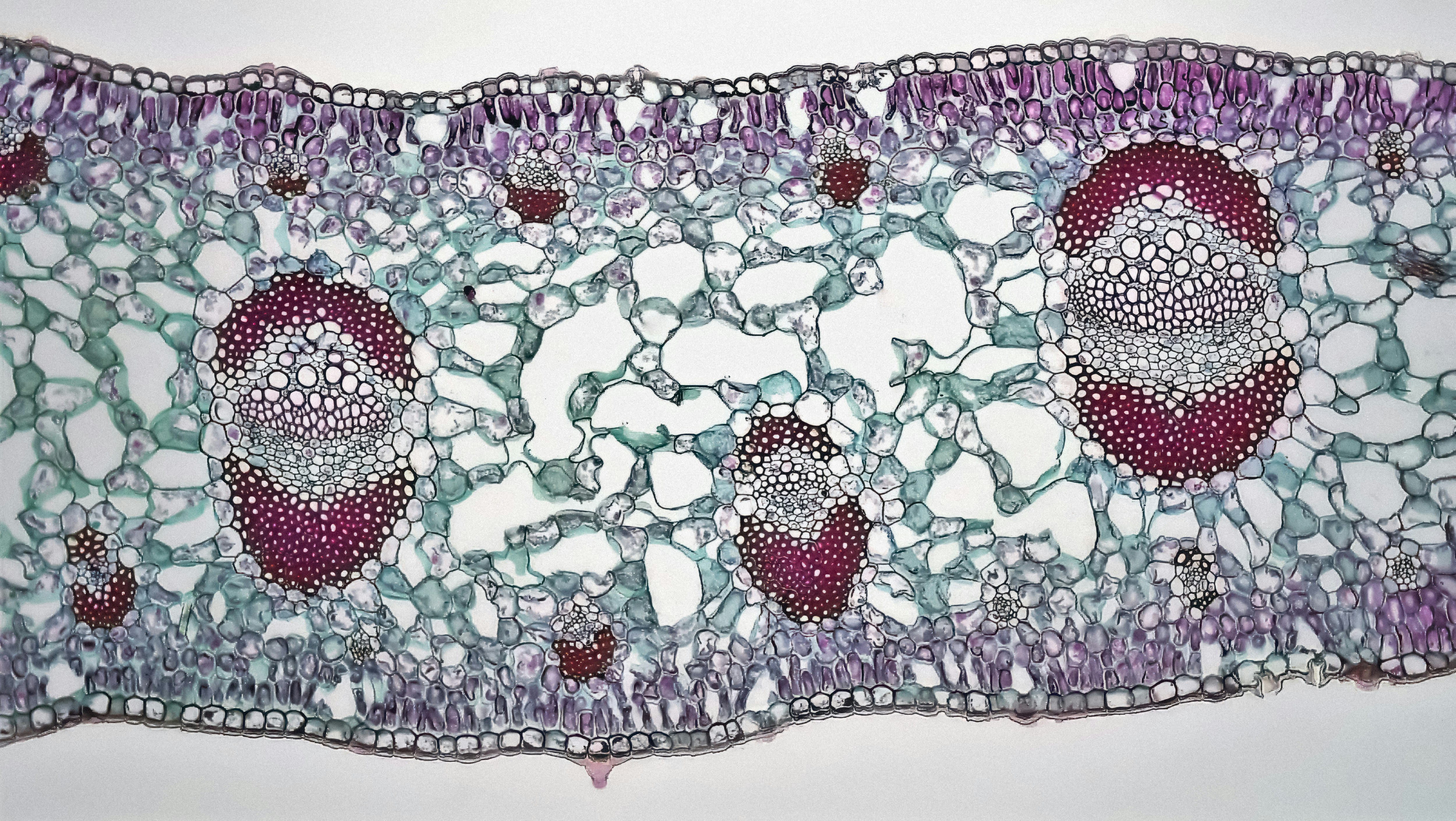 Photo by berkshirecommunitycollege