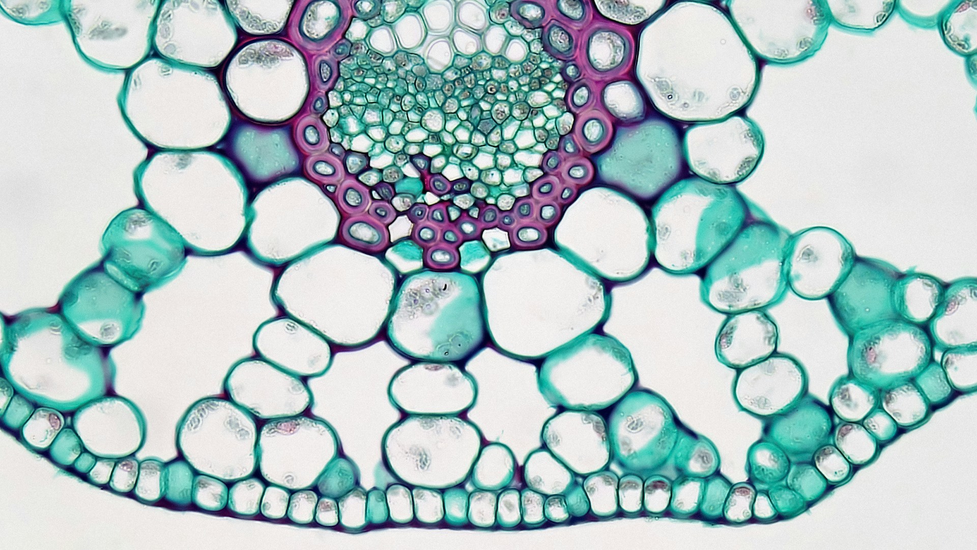 Potamogeton leaf magnification