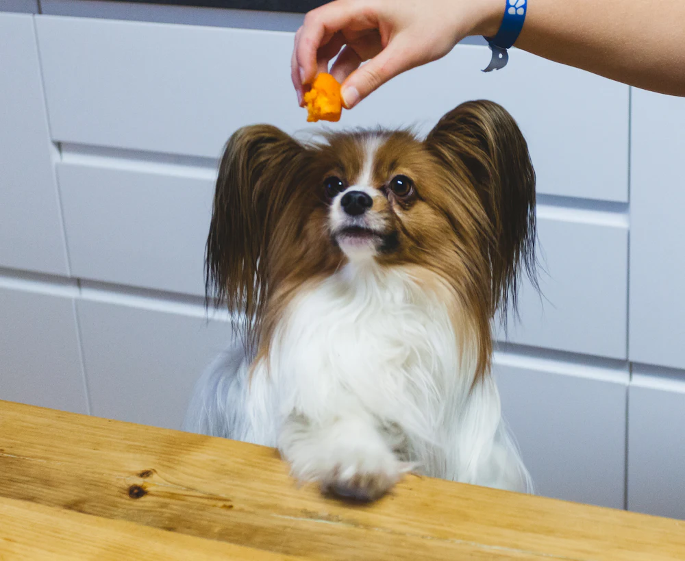 Papillon, photo 4