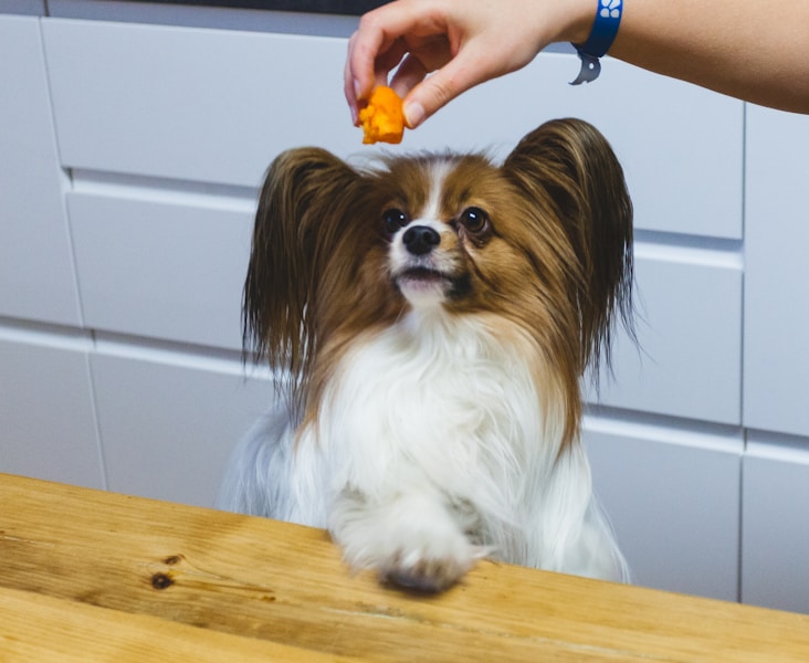 Fruits and Vegetables Safe for Dogs: The Complete Guide