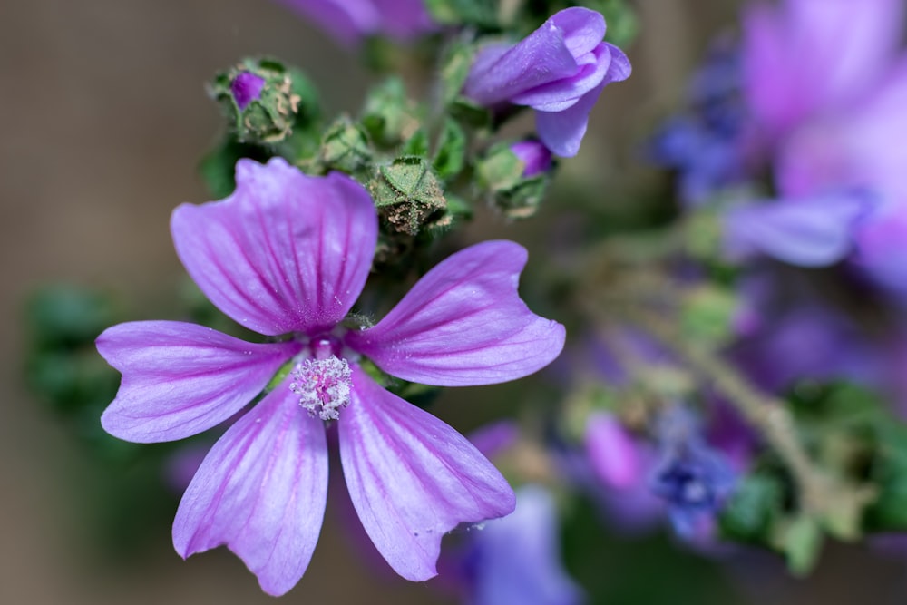 a close up of a purple flower with green leaves