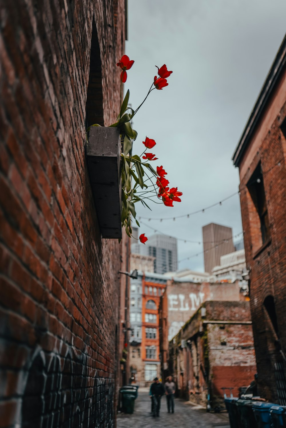 a bunch of red flowers hanging from a brick wall