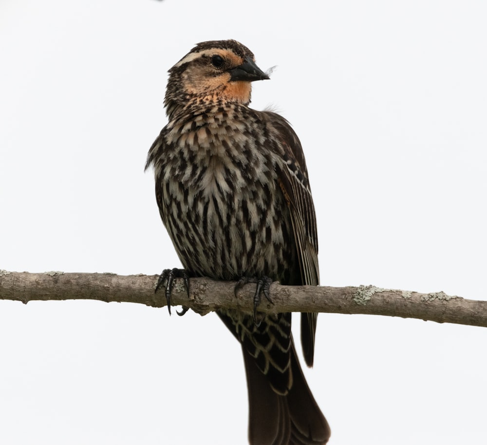 a bird sitting on a branch with a white sky in the background