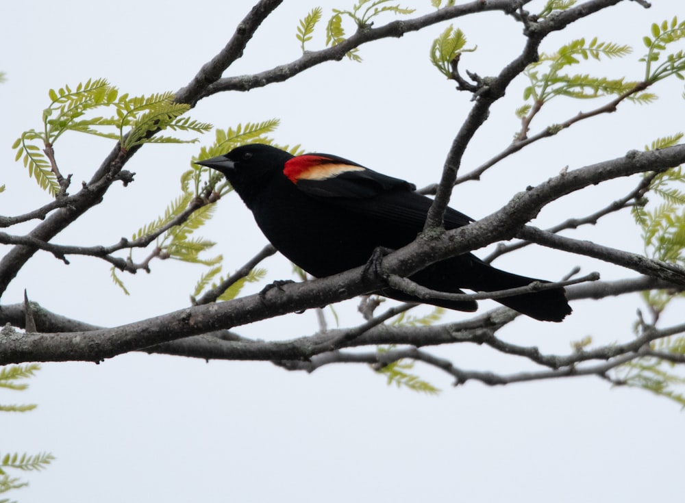 un uccello nero seduto in cima a un ramo d'albero