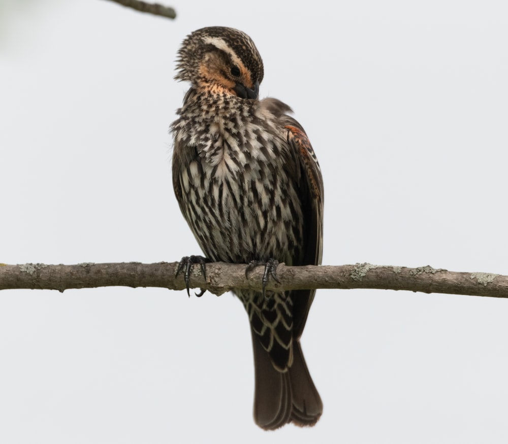 a bird sitting on a branch with a sky background