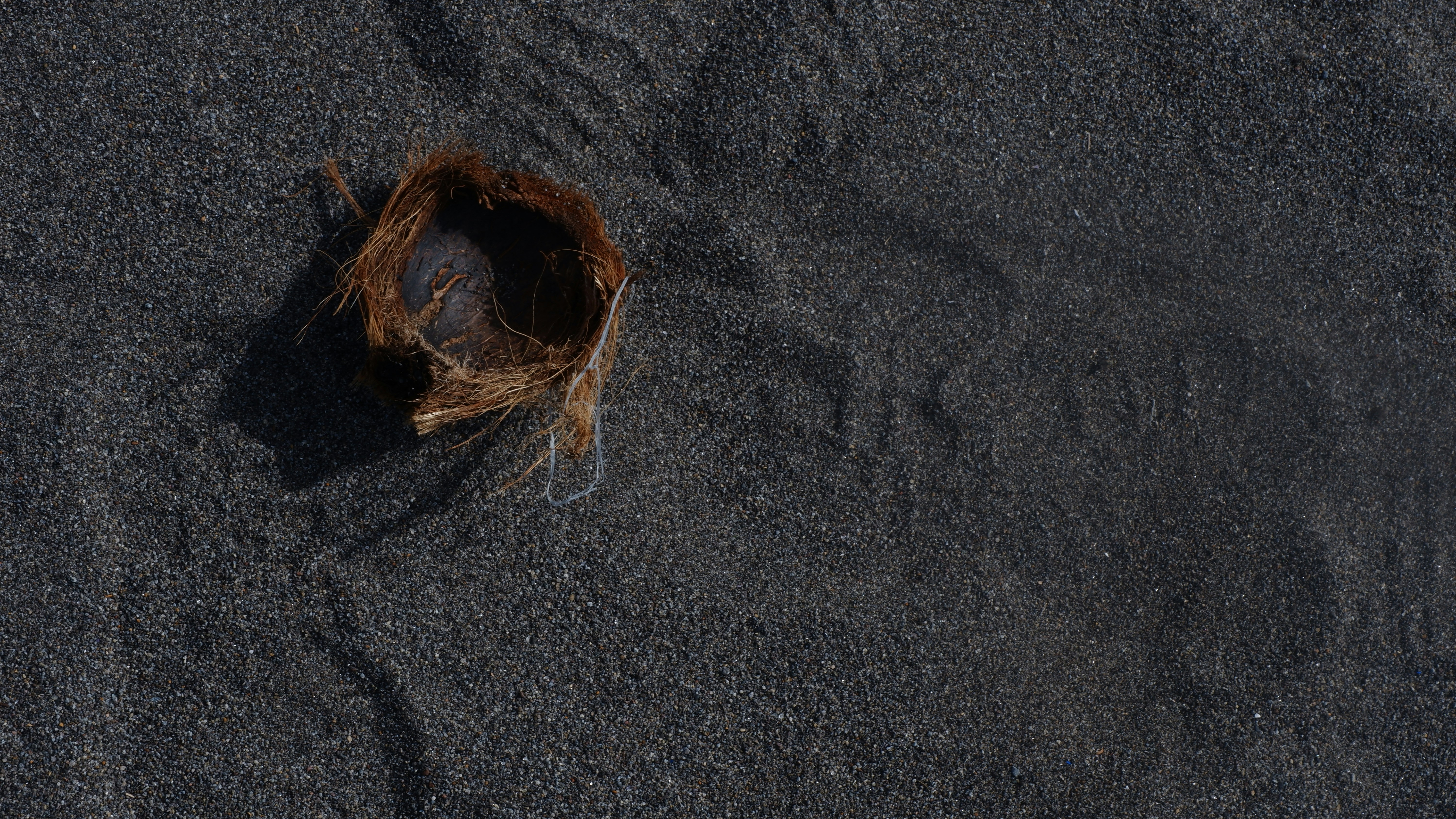 sarang burung di pasir di pantai