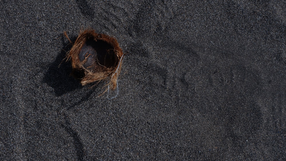 a bird's nest in the sand on the beach